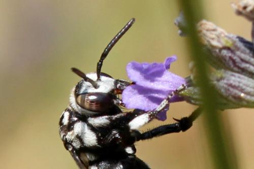 Réf. 243 741 : Thyreus sp.
